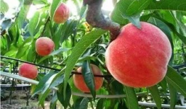 桃树夏季修剪技术视频